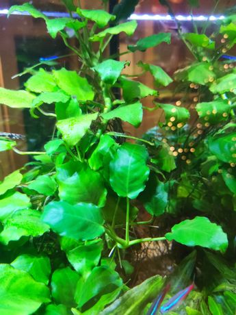 Anubias nana / nana mini roślina akwariowa
