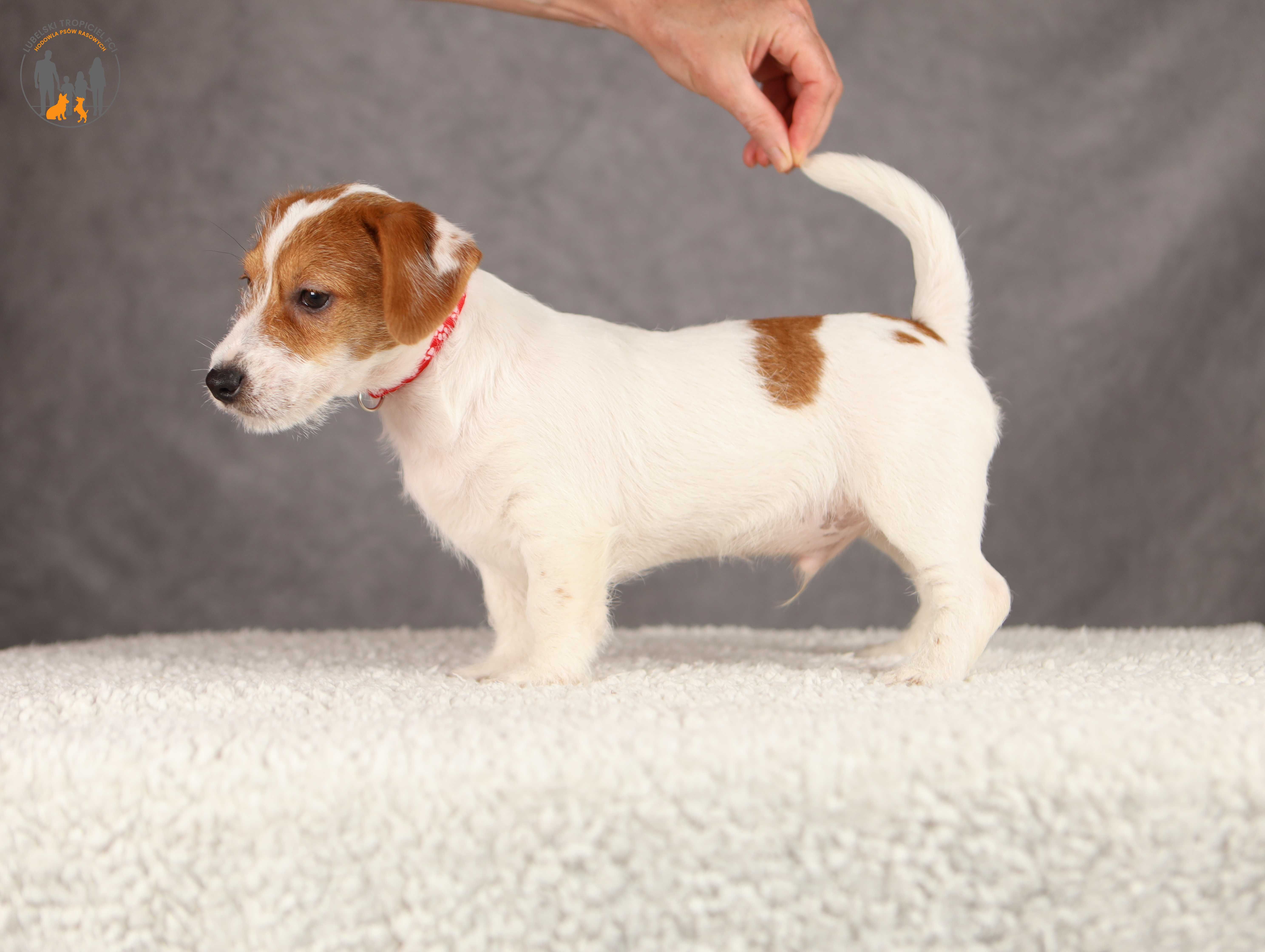 Jack Russell Terrier ZKwP FCI piesek