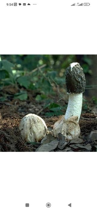 Продам Гриб веселка.