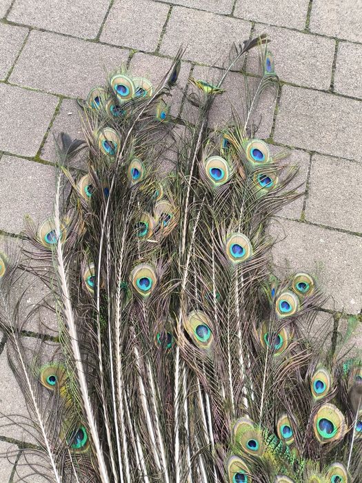 Sprzedam pawie pióra