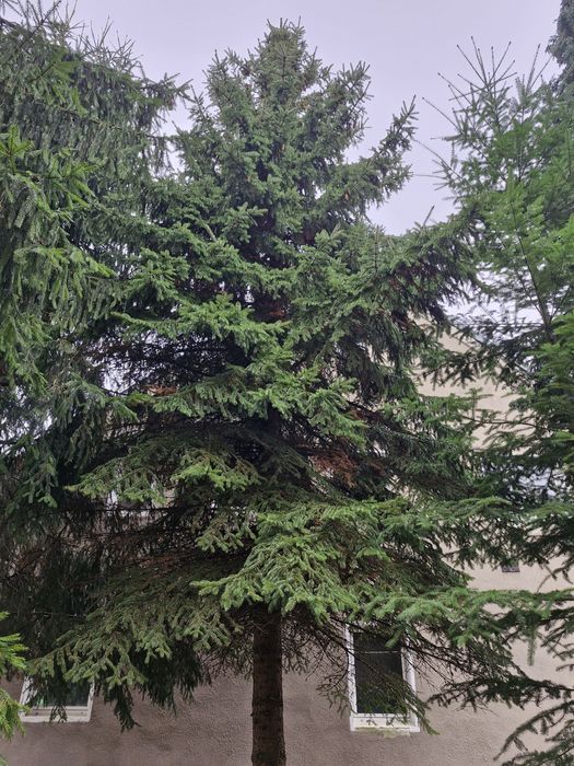 duże choinki do oddania