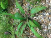 Cryptocoryne wendtii