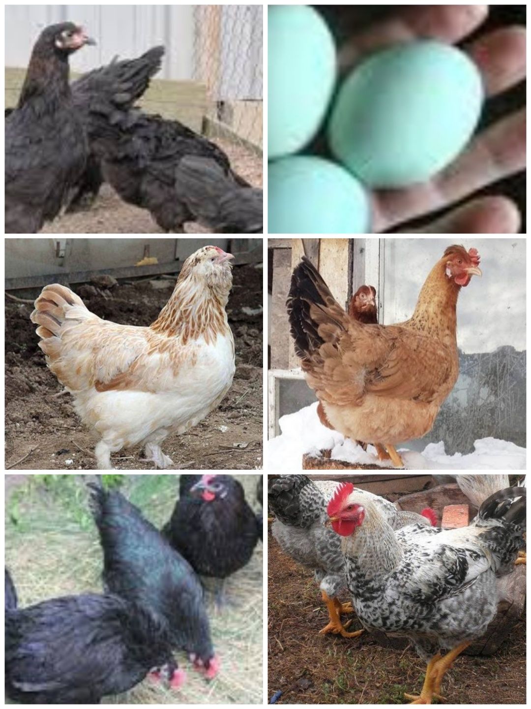 Опт и розница инкубационные яйца, отправки по Украине.