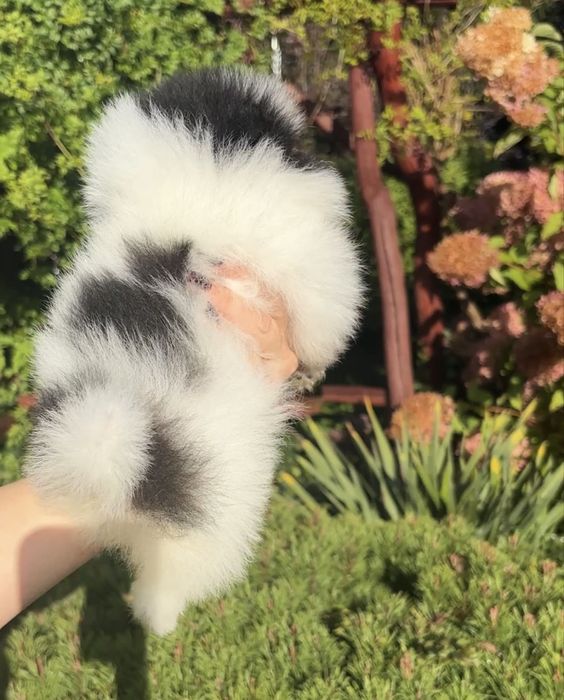 Szpic miniaturowy pomeranian suczka biala czarna