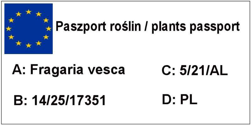 Poziomka, poziomki - ładne sadzonki, poziomka: baron, leśna ..