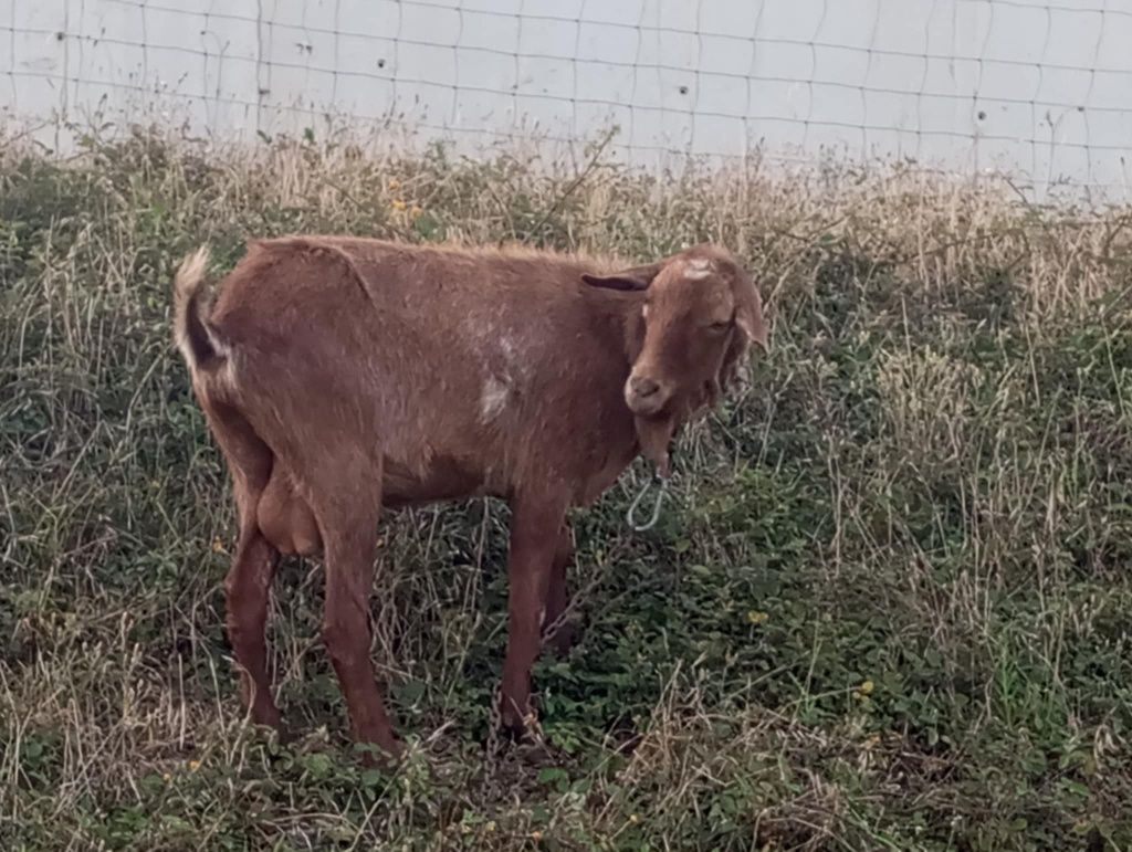Cabrito com menos de 1 ano
