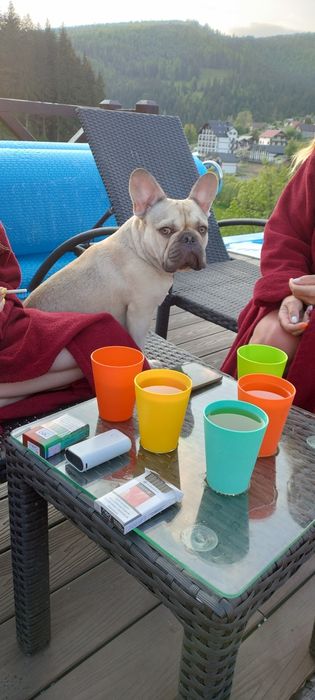 Вязка-Француз блондин.(мальчик)