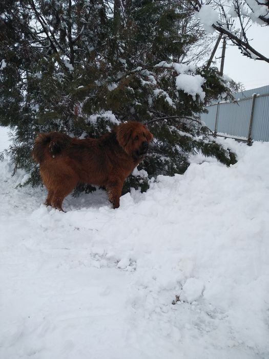 Тибетський Мастиф вязка