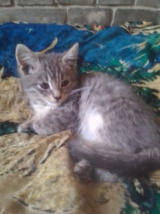 Продам кошку Скоттиш Страйт метис