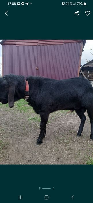 Англо-нубійський чистопородний козлик