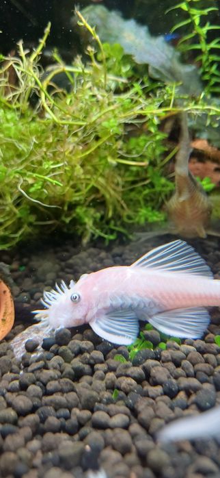 Samiec zbrojniki glonojad snow white l-144