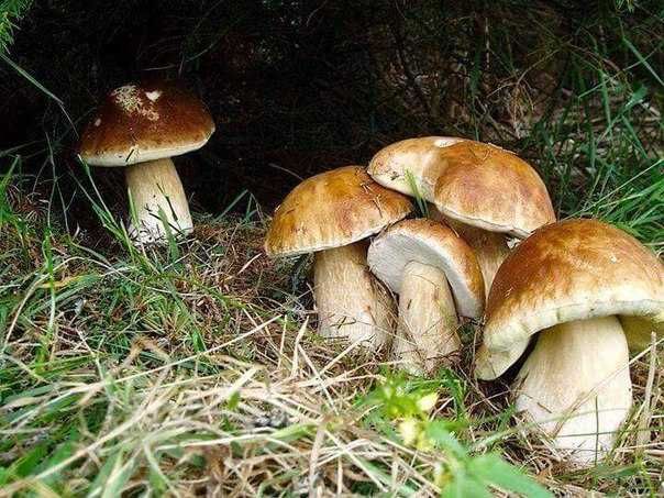 Мицелий белых грибов для посева в саду под деревьями