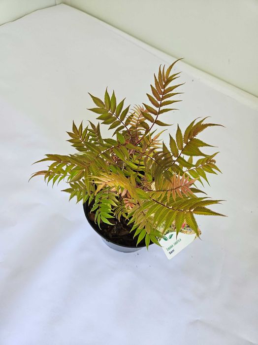 Tawlina jarzębolistna (Sorbaria sorbifolia)