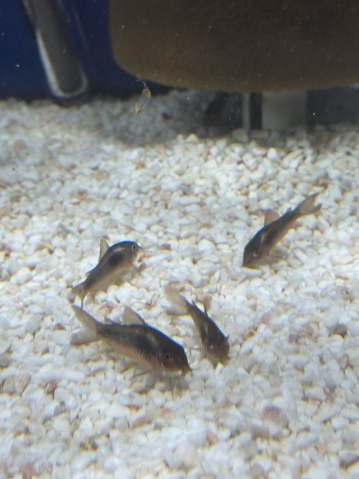 Kitysek spizowy od Max zoo