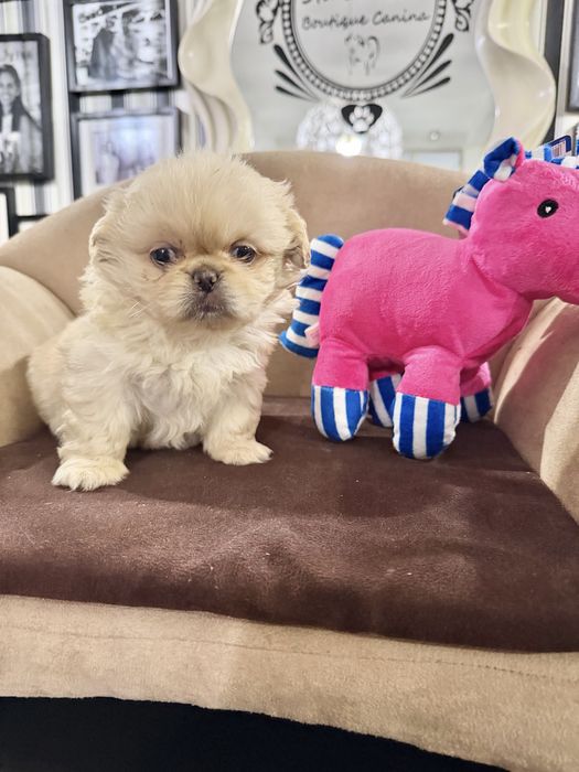 Pequines   menina linda