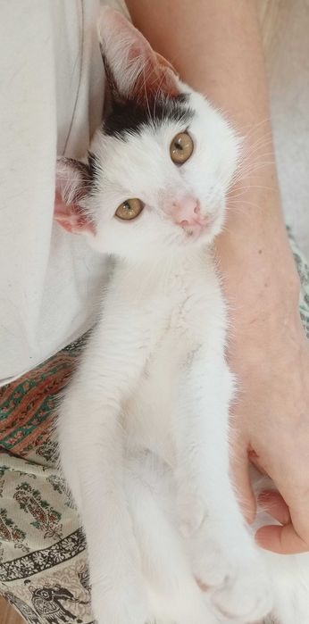 Słodki kotek Marianek do adopcji