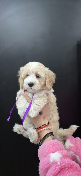 maltipoo szkolenie test campbella 10/10 pudel malti