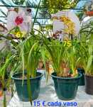 Orquídeas Lindas para venda