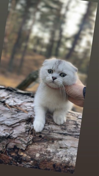 Срібна шиншила фолд висловуха шотландська