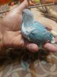 Agapornis domesticado