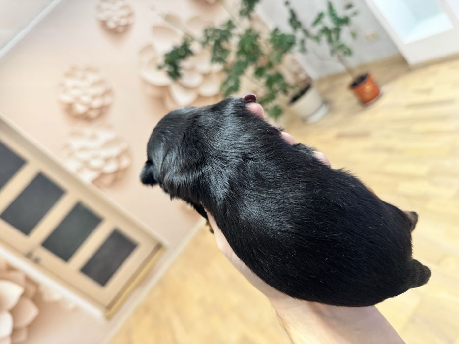 Йоркширський терєр хлопчик