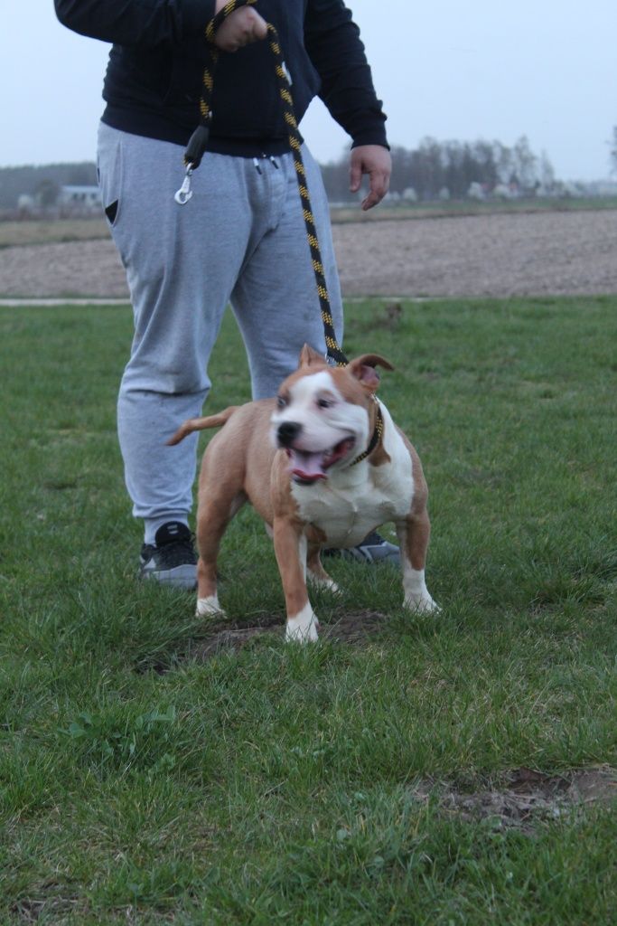 American Staffordshire Terrier