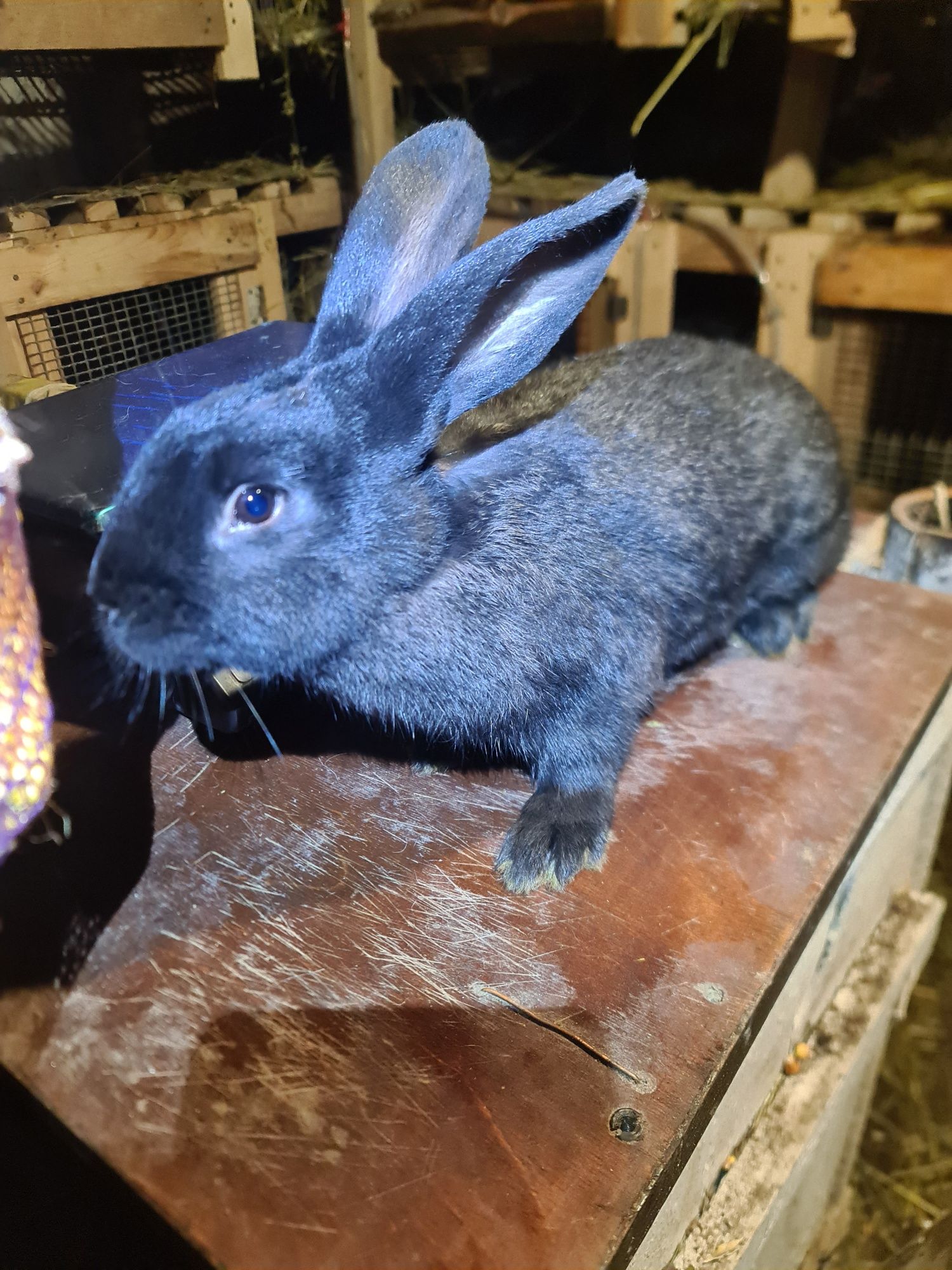 Продам кроликів Полтавське срібло