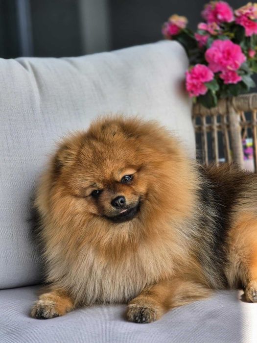 Szpic miniaturowy Pomeranian suczka odbiór grudzień ZKwP/FCI