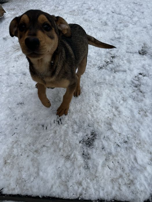 Oddam przytulne psiaki