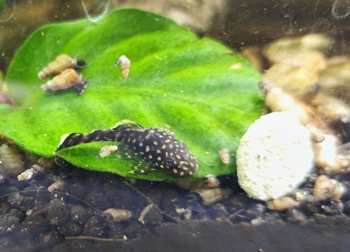 Peixes - várias criações próprias