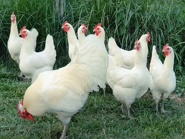 Яйце на інкубацію породистих курей.Джерсійський гігант Голубий,білий.