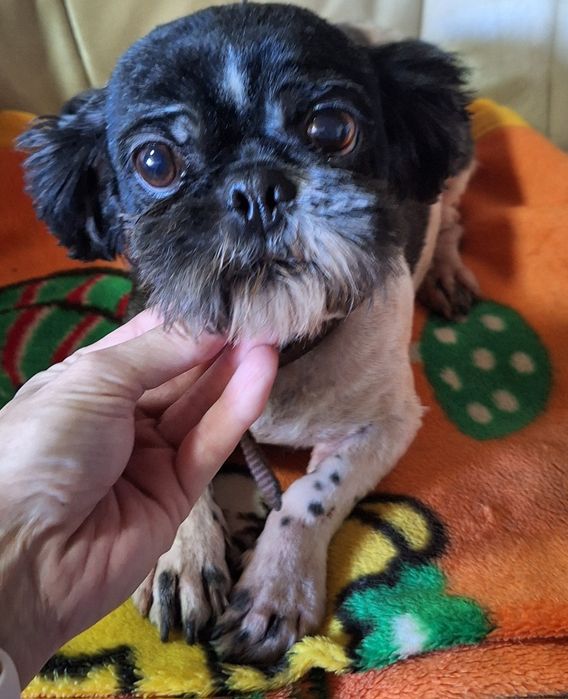 Shih tzu dorosły pies/samiec z rodowodem