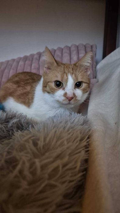 Filipek poleca się do adopcji