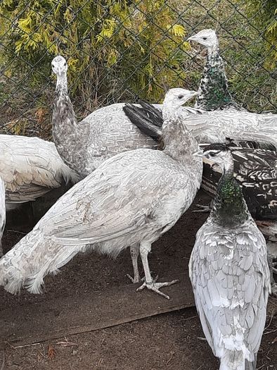 Paw Pawie Opal i opal czarnoskrzydły białooki