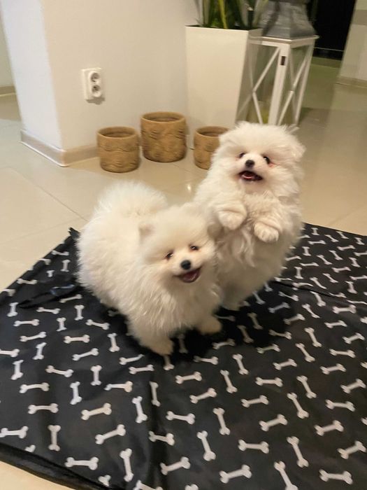 Szpic miniaturowy Pomeranian
