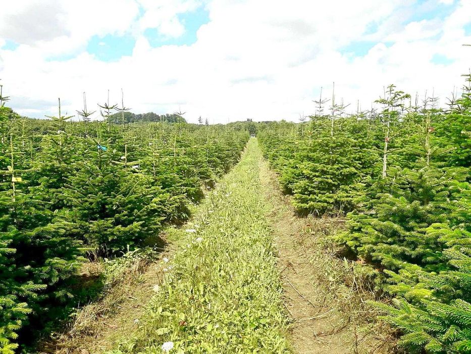 Jodła Kaukaska z plantacji cięta lub w donicy - tuchoinki.pl PLANTACJE