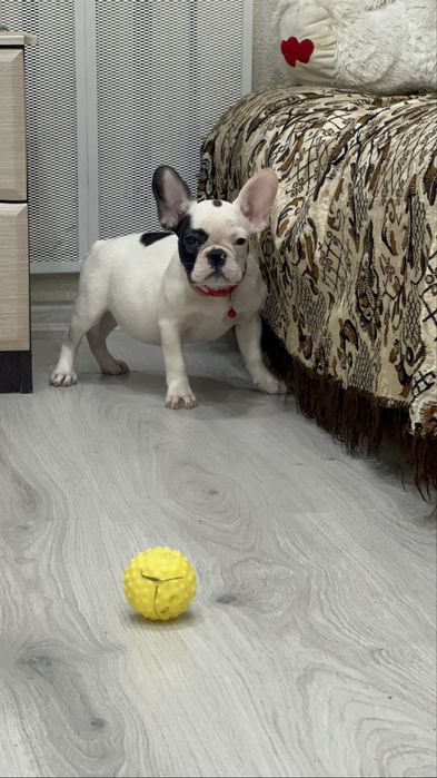 Французики карапузики