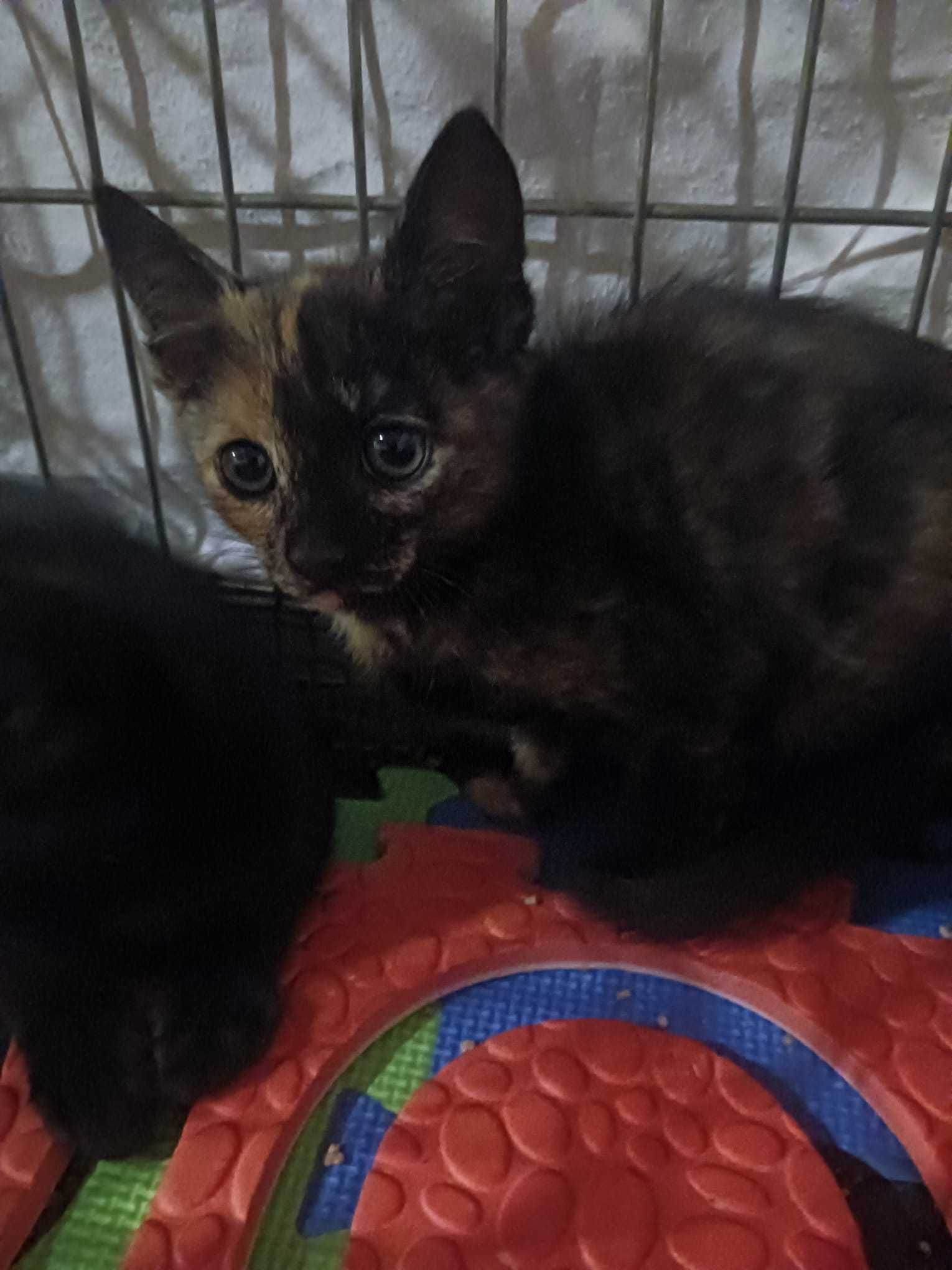 Gatinhos para adoção