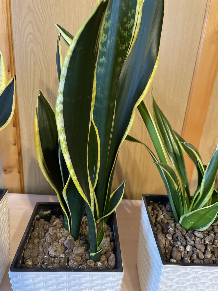 Sansevieria kwiat domowy