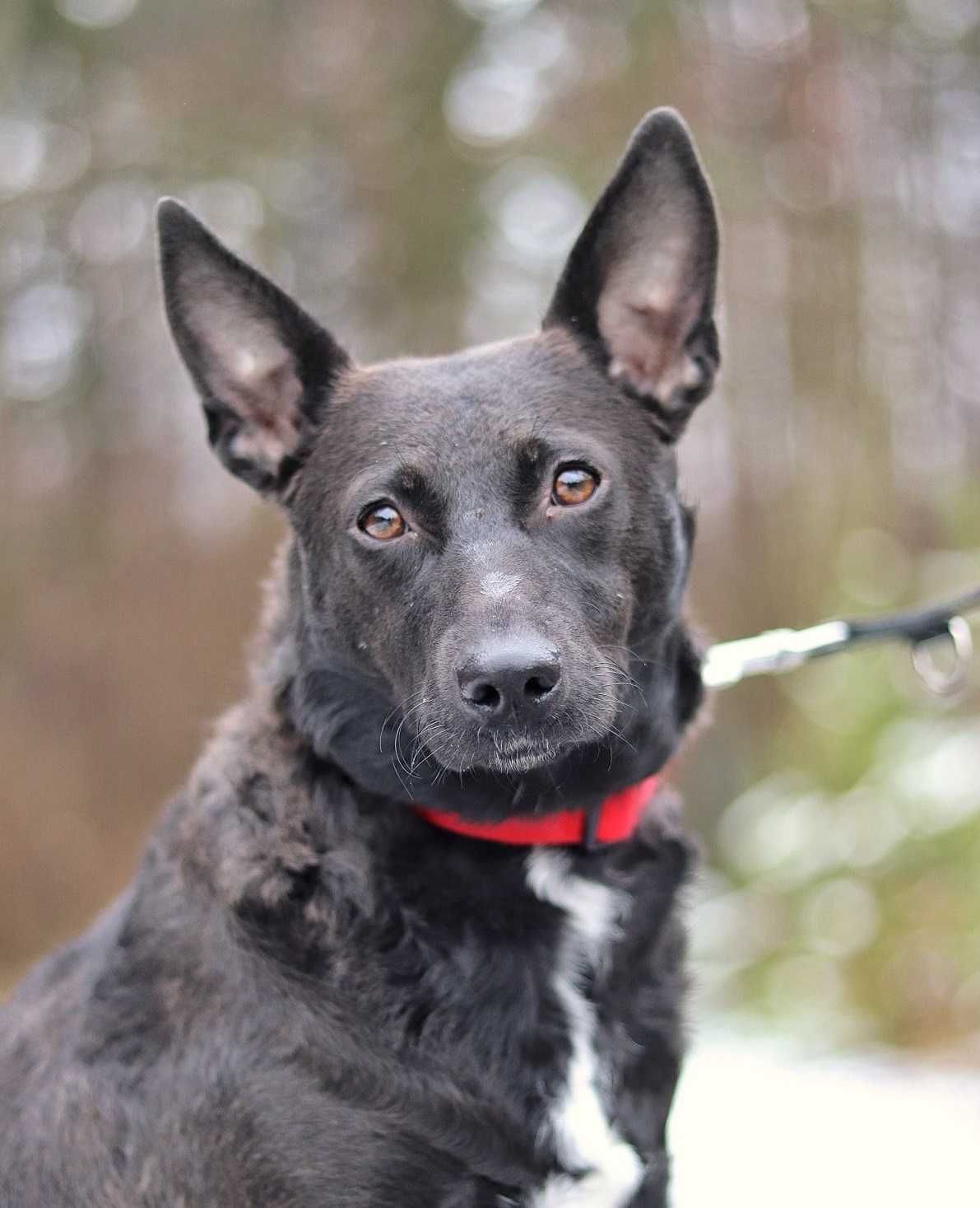 Kochana, grzeczna sunia do adopcji