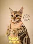 kot bengalski Kocurek bengalsk ROKI i wykastrowany  Bengal FPL/FIFe
