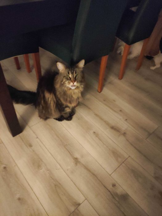 Maine Coon do adopcji