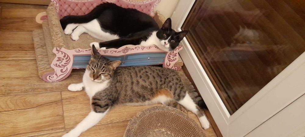 Roczne siostry szukają razem domku.