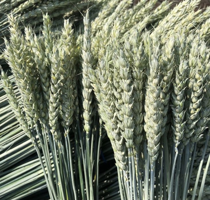 Соломка для пауків, чесаний рогіз, основи , жито , пшениця