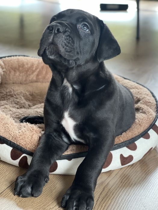 Cane Corso FCI/ZKwP Caro Corso czarny samiec szczenię