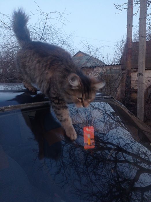 Красивая стерилизованная кошка, ищет семью