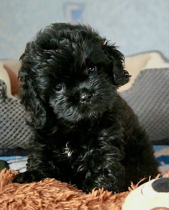 Кавапу f1 хлопчик чекає на Вас.