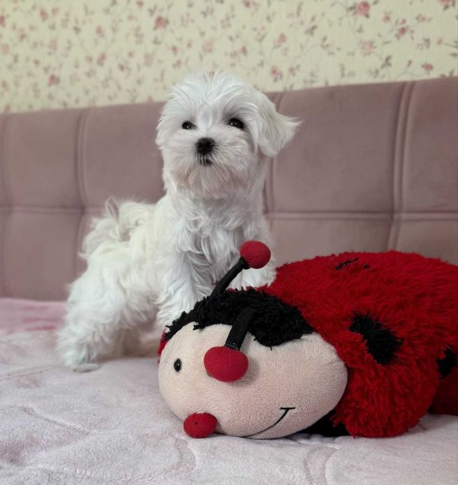 дівчинка міні КСУ- Корея