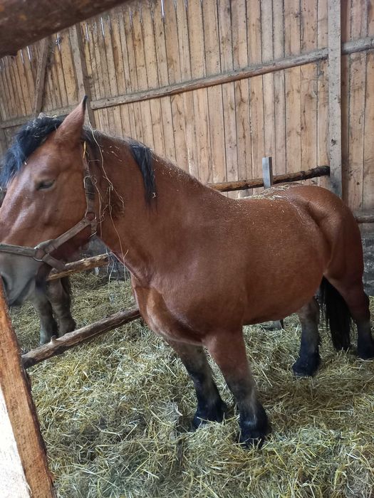 Konie Klacze Zimnokrwiste