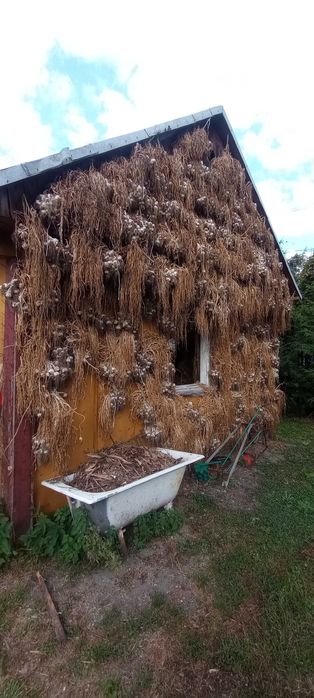 CZOSNEK , Cebula , Ziemniaki